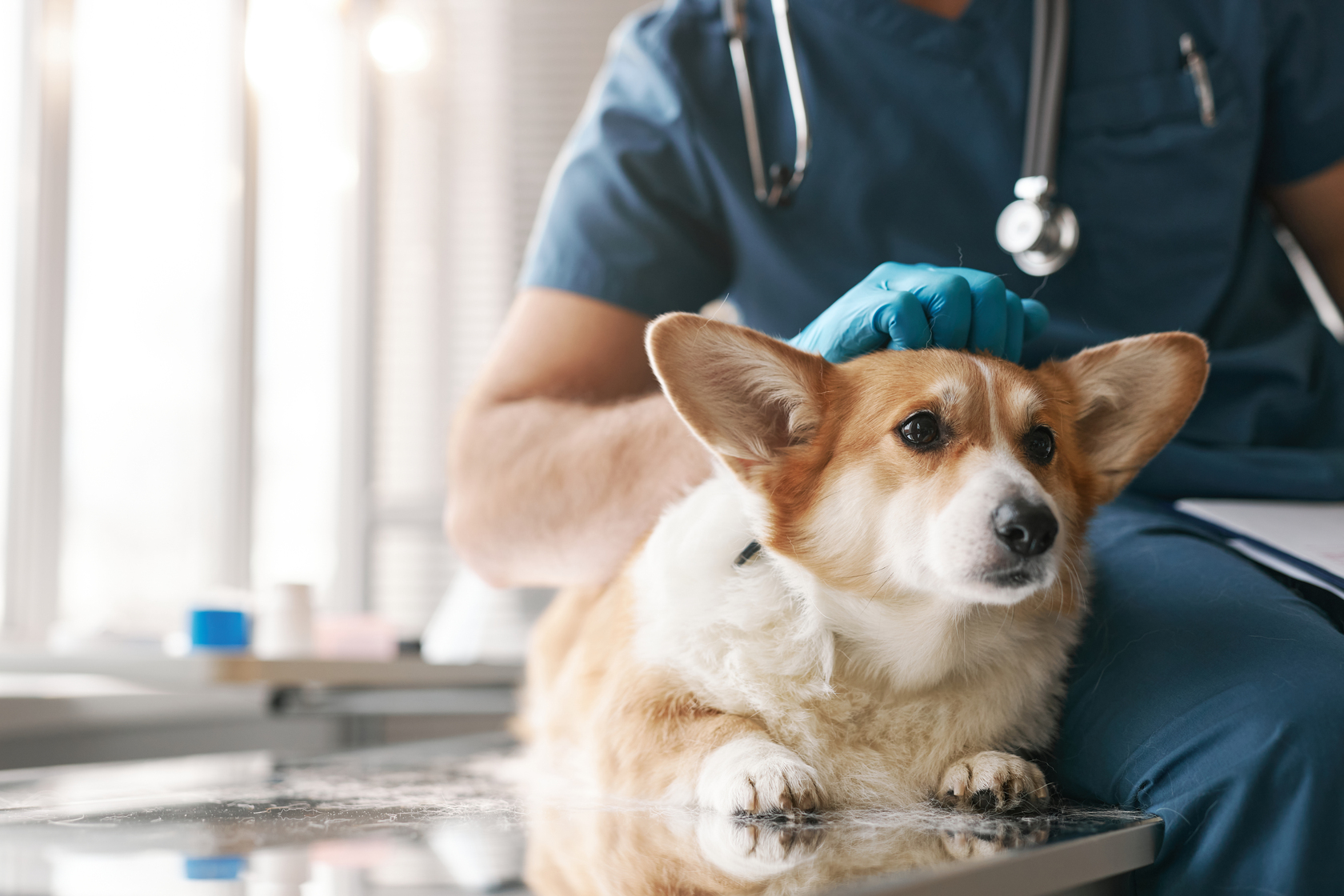Veterinario en Entrevías examinando a un perro y un gato en consulta moderna en Madrid, mostrando servicios completos para mascotas.