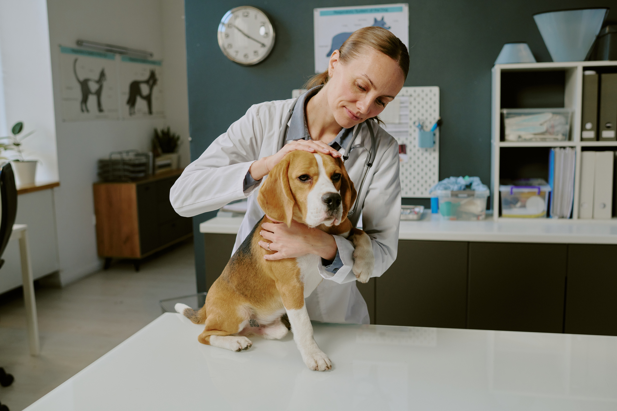 Dueños de mascotas consultando a un veterinario en Madrid sobre cómo elegir la mejor clínica veterinaria, ambiente informativo.