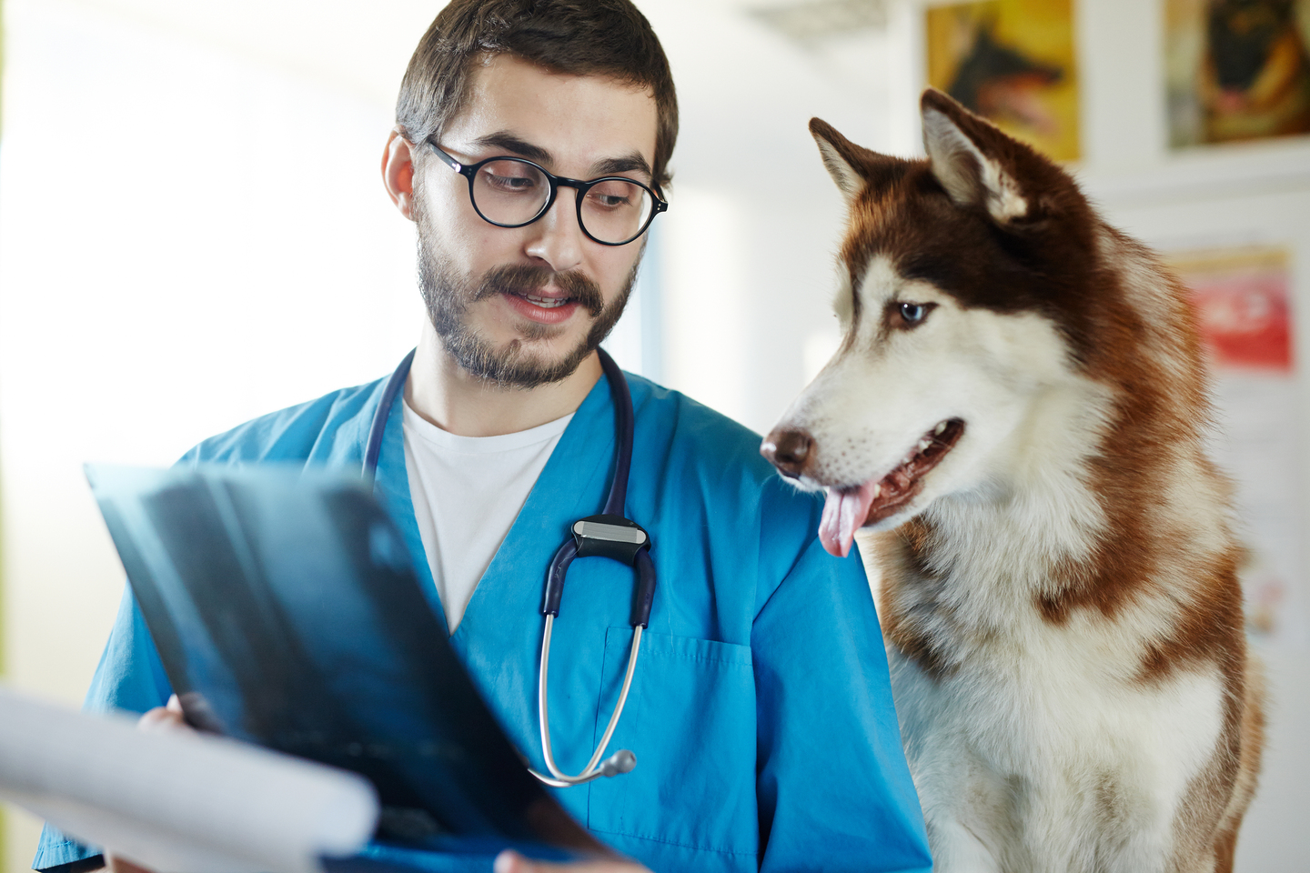 Veterinario atendiendo una urgencia en Vallecas y Entrevías, equipo profesional actuando rápidamente con un perro enfermo.