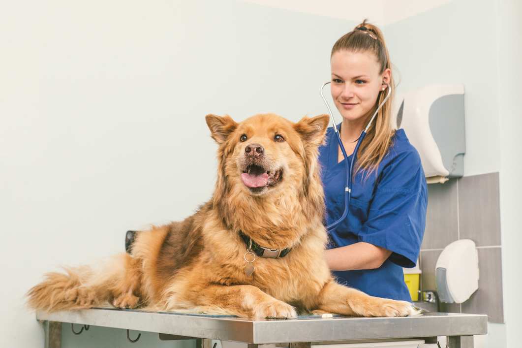 Veterinario en Entrevías y Vallecas atendiendo mascotas felices en clínica moderna de Madrid, servicio profesional y cercano.